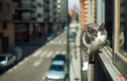 Yüksekten Düşen Bir Kediye Nasıl Müdahale Edilmelidir?